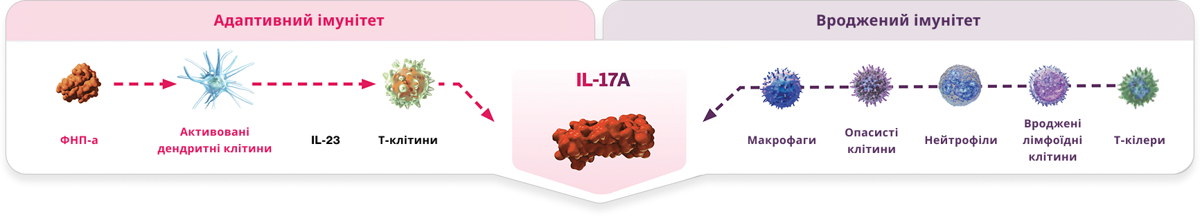 СКАФО блокує IL-17A, ключовий цитокін, відповідальний за запалення, яке лежить в основі БП, АС, ПСА, та ГГ 1 СКАФО блокує IL-17A, ключовий цитокін, відповідальний за запалення, яке лежить в основі БП, АС, ПСА, та ГГ 1