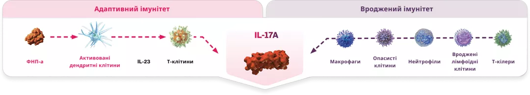 СКАФО блокує IL-17A, ключовий цитокін, відповідальний за запалення, яке лежить в основі БП, АС, ПСА, та ГГ 1