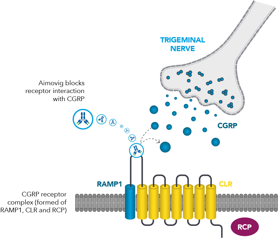 Graphic illustrating the mechanism of action of Aimovig Graphic illustrating the mechanism of action of Aimovig