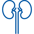 Icon of a pair of kidneys representing renal impairment. Icon of a pair of kidneys representing renal impairment.