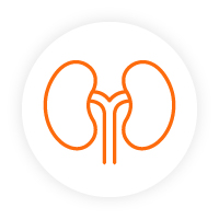 Icon of kidneys. Icon of kidneys.