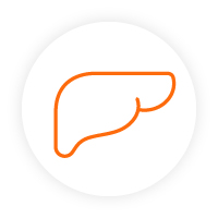 Icon of a liver. Icon of a liver.