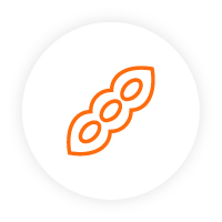 Icon of a soya bean. Icon of a soya bean.