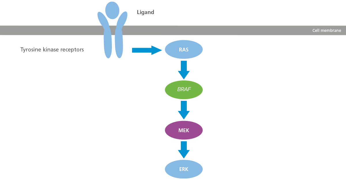 Diagram showing the schematic of the BRAF pathway in melanoma Diagram showing the schematic of the BRAF pathway in melanoma