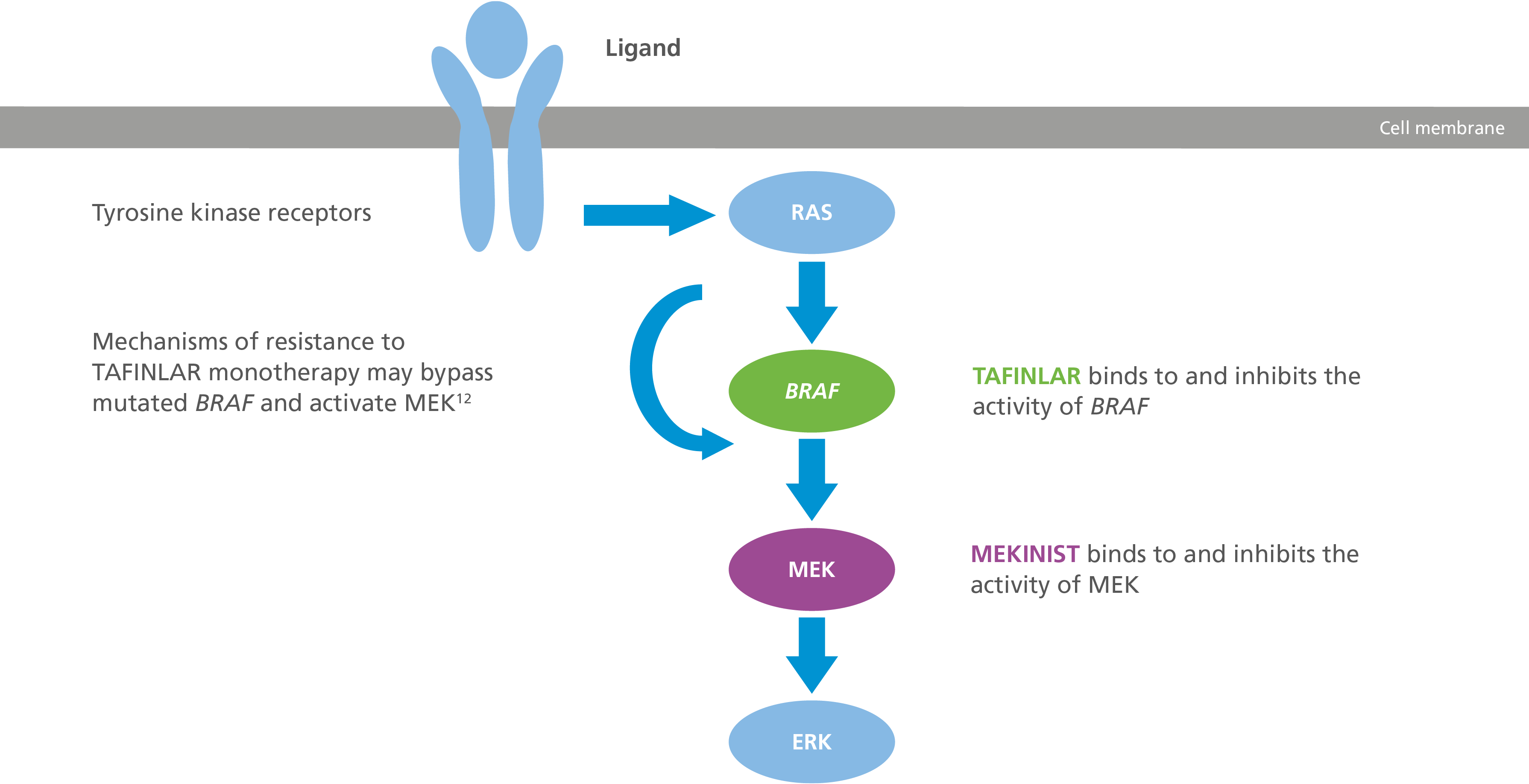 Diagram showing the Mechanism of action of Tafinlar + Mekinist. Diagram showing the Mechanism of action of Tafinlar + Mekinist.