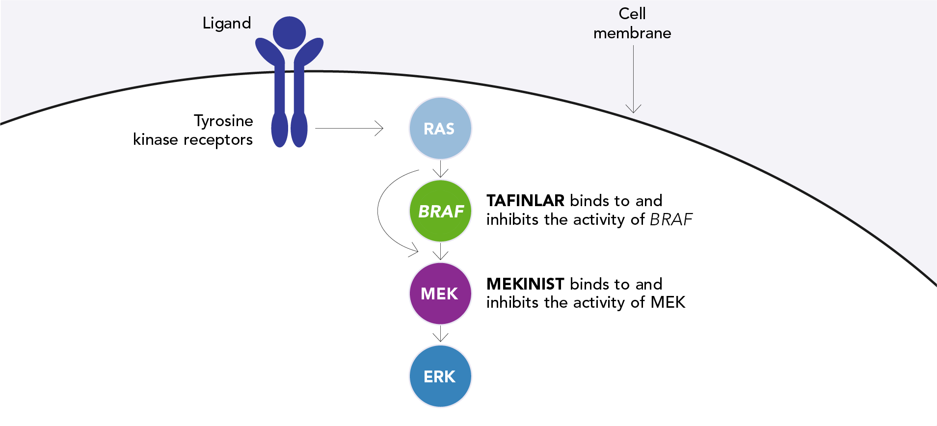 Diagram showing the MAPK signalling pathway where TAFINLAR and MEKINIST act. Diagram showing the MAPK signalling pathway where TAFINLAR and MEKINIST act.