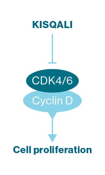 Kisqali mechanism of action diagram showing how KISQALI works by binding to the cyclin-CDK4/6 complex to inhibit the function of CDK4.¹ ² Kisqali mechanism of action diagram showing how KISQALI works by binding to the cyclin-CDK4/6 complex to inhibit the function of CDK4.¹ ²