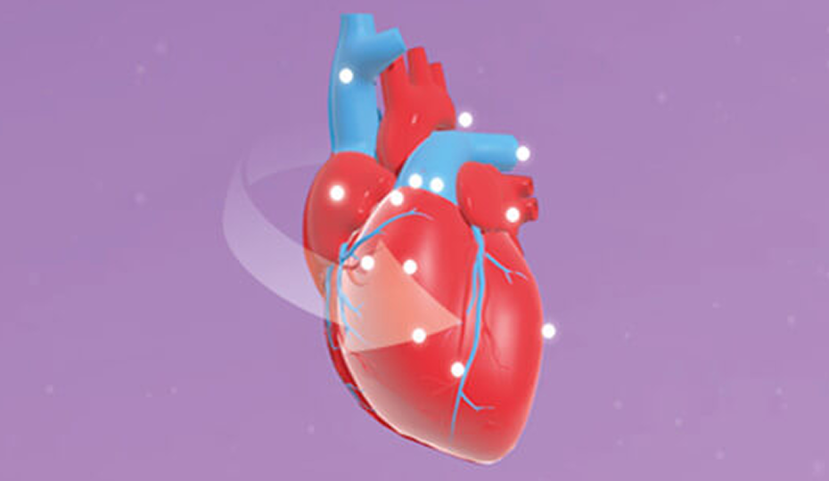 Preview image of the Interactive 3D heart. Preview image of the Interactive 3D heart.