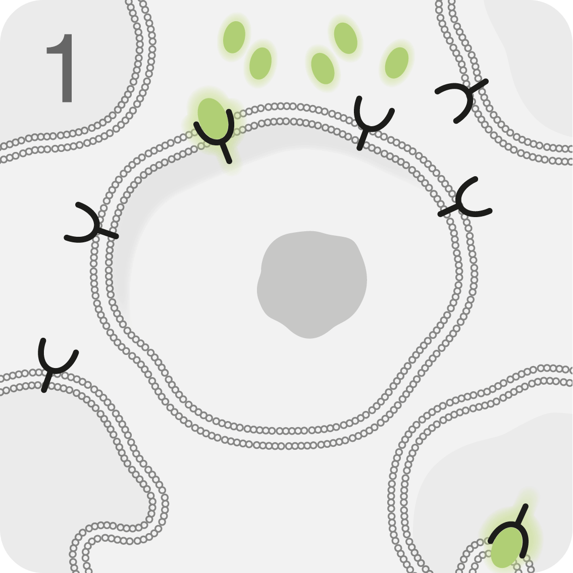 Mechanism of action graphic in 4 stages detailing how LUTATHERA® is designed to deliver beta radiation directly to tumour cells, disrupting them from within.1 