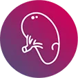 Spleen icon.