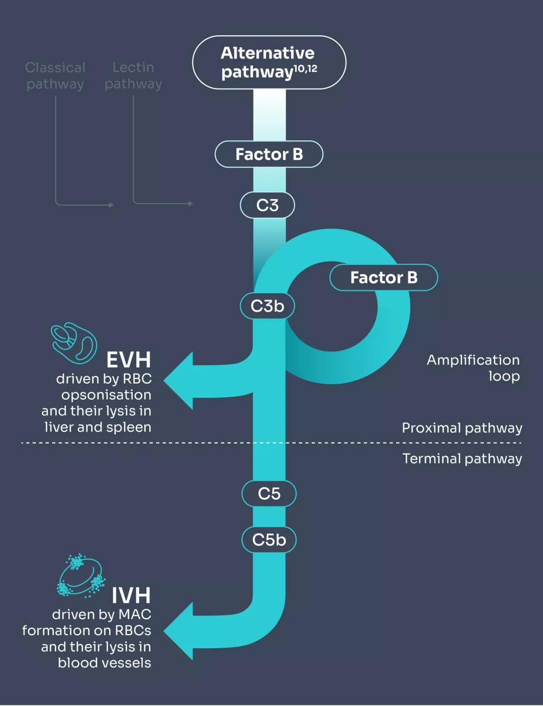 Diagram showing how FABHALTA® can help control both c3-mediated EVH and terminal complement mediated 1VH.²