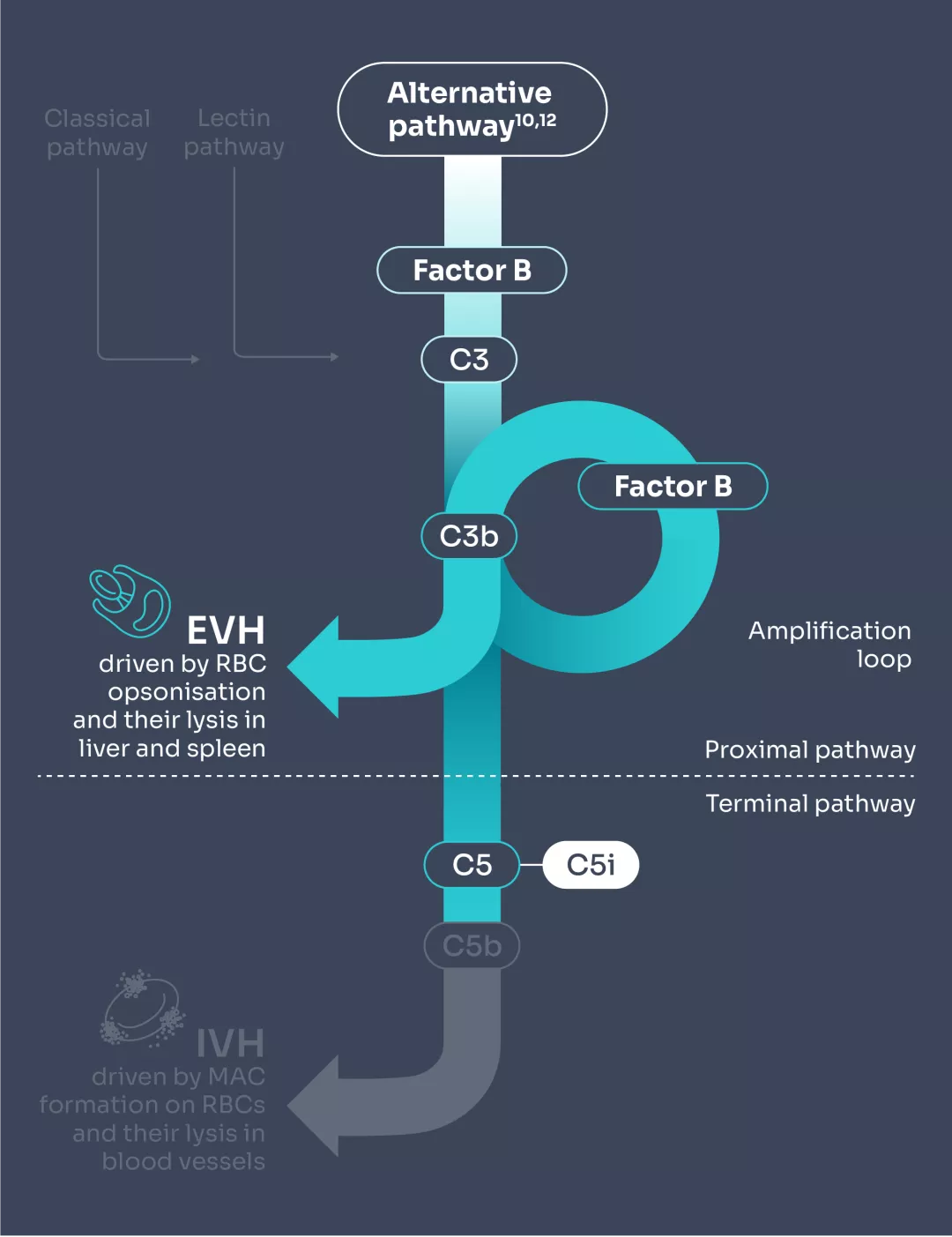 Diagram to show how C5i does not control early complement activation, which could leave to some patients experiencing EVH, which could result in anaemia despite being on treatment.4–6