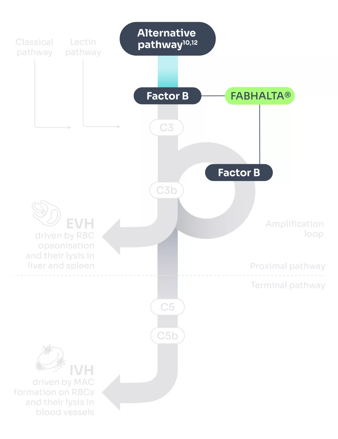 Diagram to show that FABHALTA® is a proximal complement inhibitor that targets Factor B to selectively inhibit the alternative pathway of the complement cascade.¹