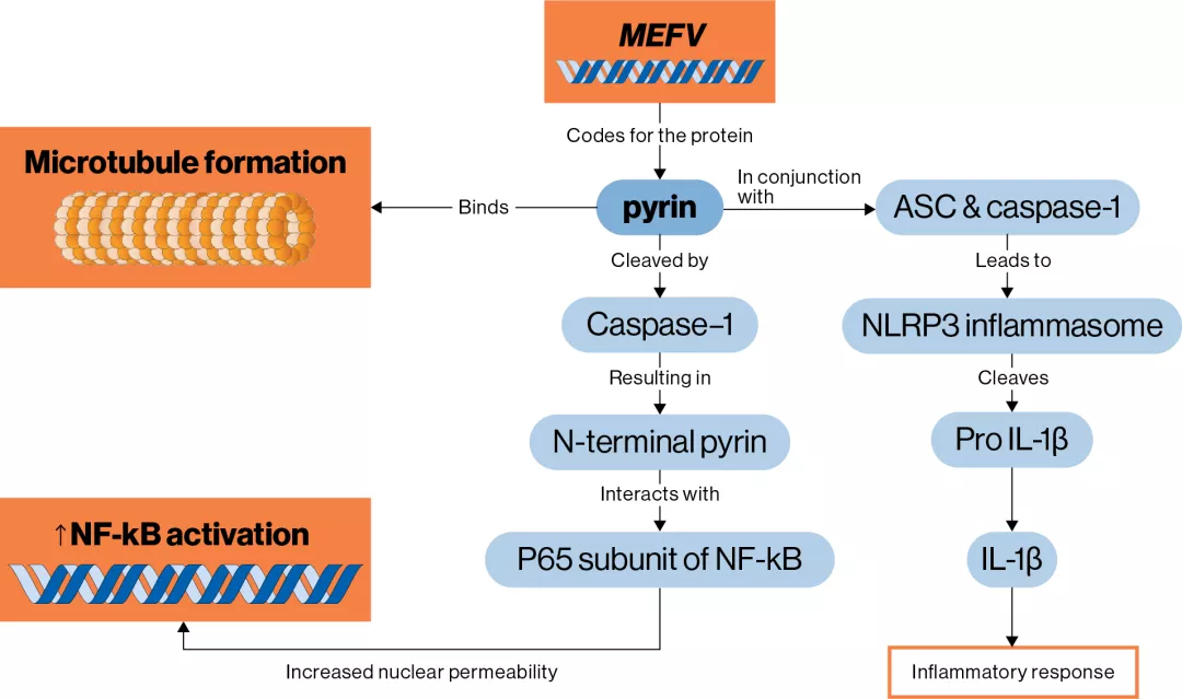 Schematic showing the role of pyrin in FMF