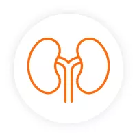 Icon of kidneys.