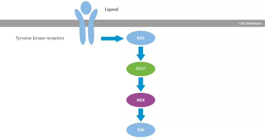 Diagram showing the schematic of the BRAF pathway in melanoma
