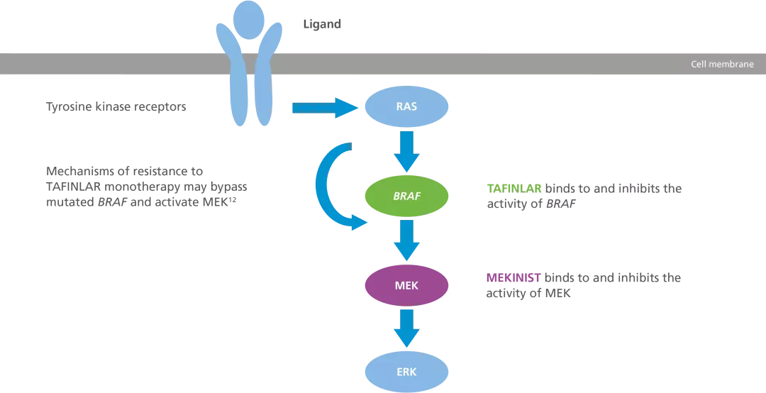 Diagram showing the Mechanism of action of Tafinlar + Mekinist.