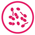 Icon of a microbe to represent Candida infections.